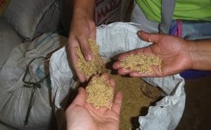 Examining palay (unhusked rice) to be milled at the Farmers Development Centre (FARDEC) rice mill in La Trinidad, Bohol, Southern Philippines. Photo by: Laura Marie Piotrowicz