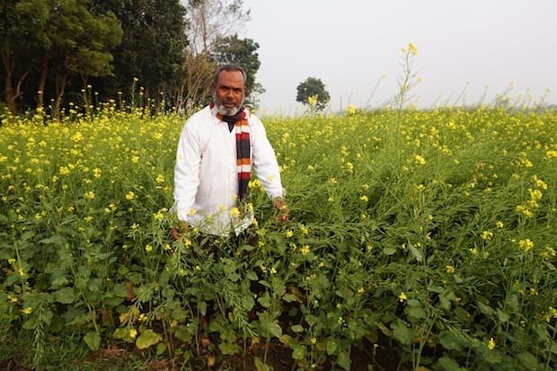 Aminul Islam Gain, a nyakrishi (new agriculture) farmer, used to grow tobacco, but after taking UBINIG training in nyakrishi farming techniques, he now grows mustard. Photo: Josiah Neufeld 