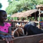 When Harima Mkitage’s family received a cow four years ago, her parents used some of the money the cow brought in to pay her school fees. Now, she wants to become a livestock specialist. Photo: André Forget
